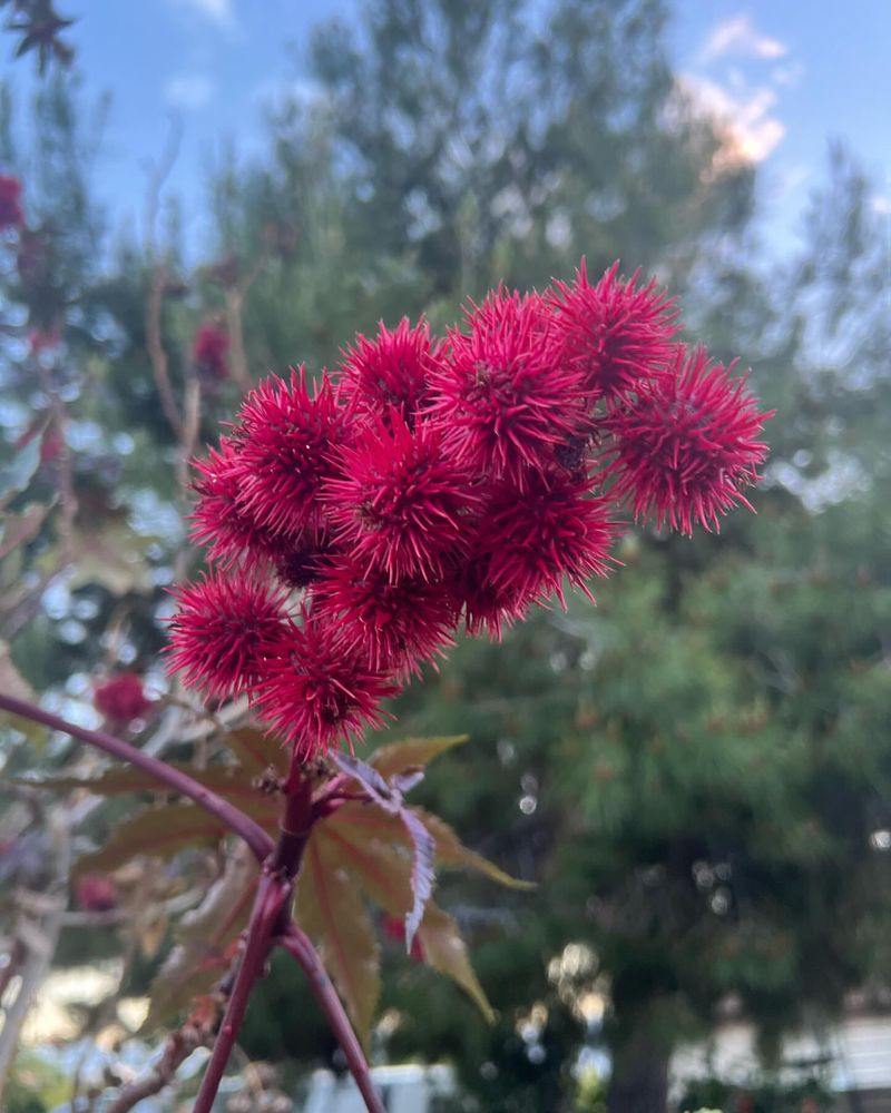 Castor Bean