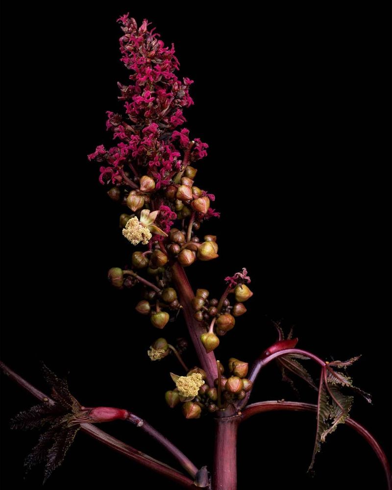 Castor Bean