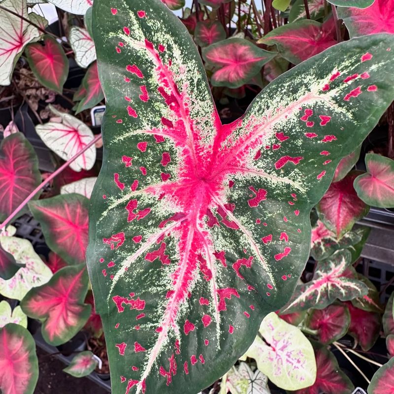 Caladium