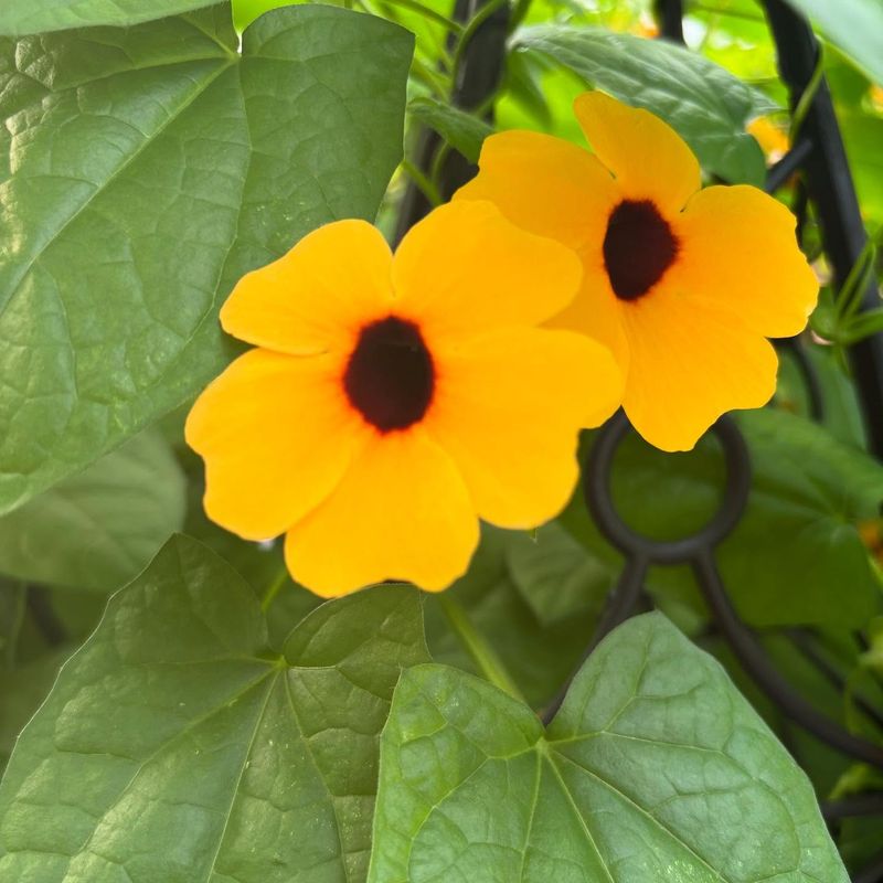 Black-Eyed Susan Vine