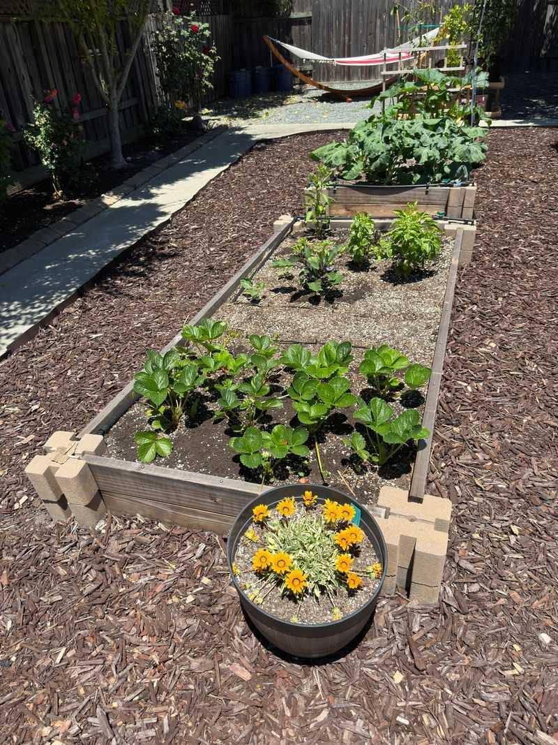 Mesquite Mulch