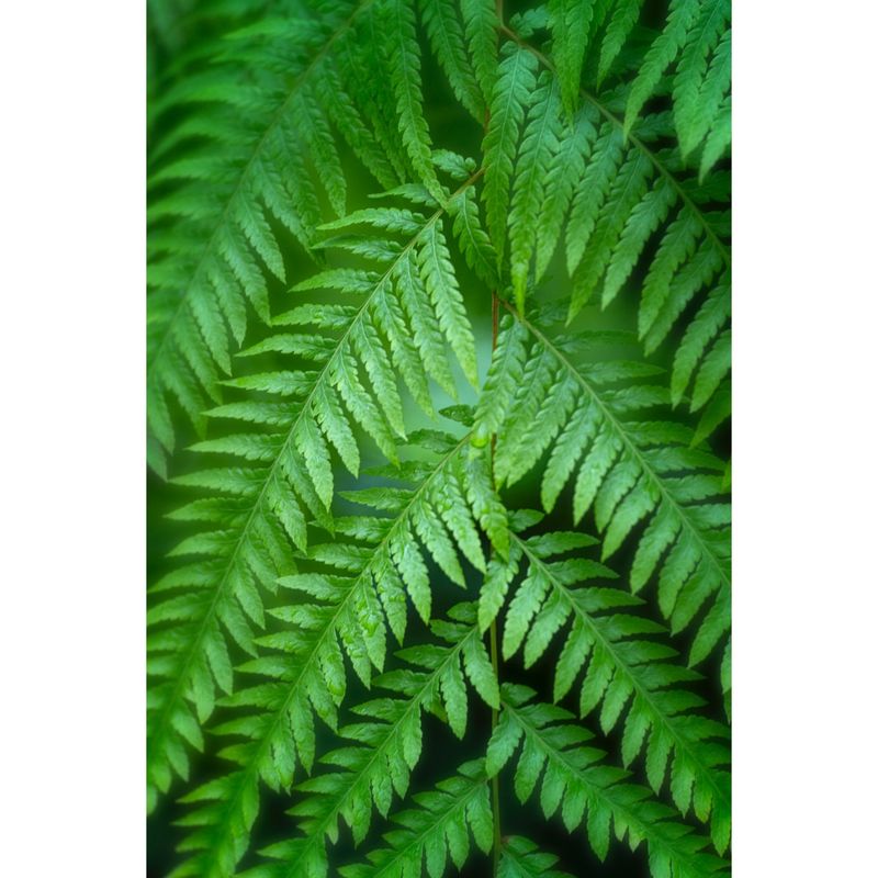 New York Fern