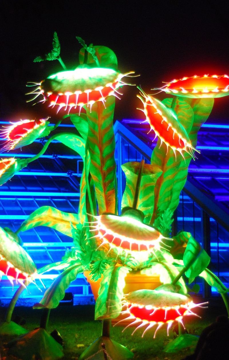 Seasonal Light Festivals Transform Nights
