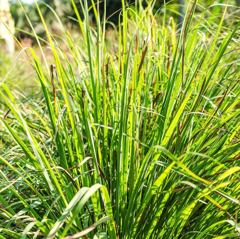 West Indian Lemongrass