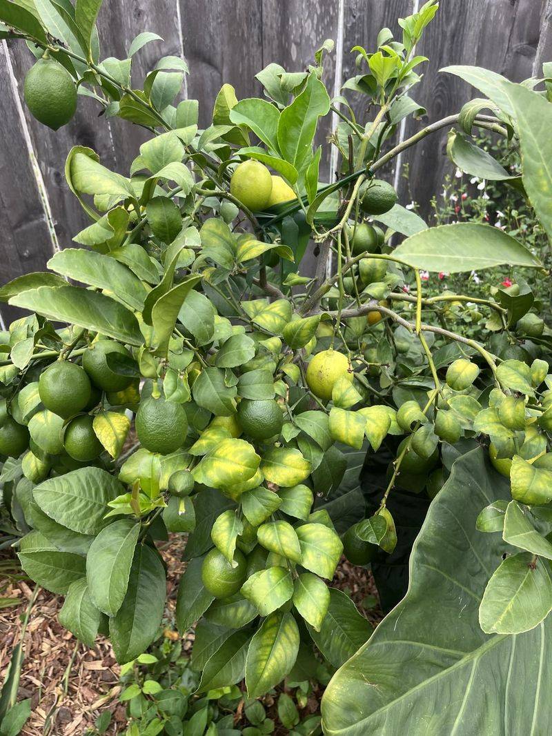 Citrus Zest Protection