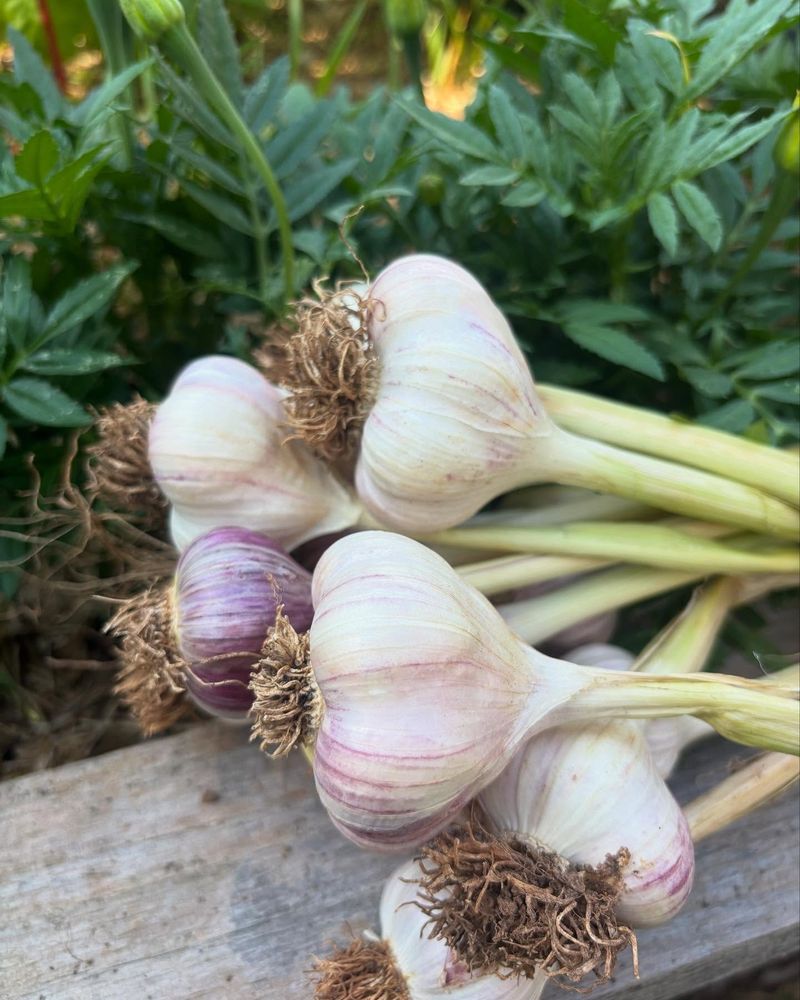 Garlic