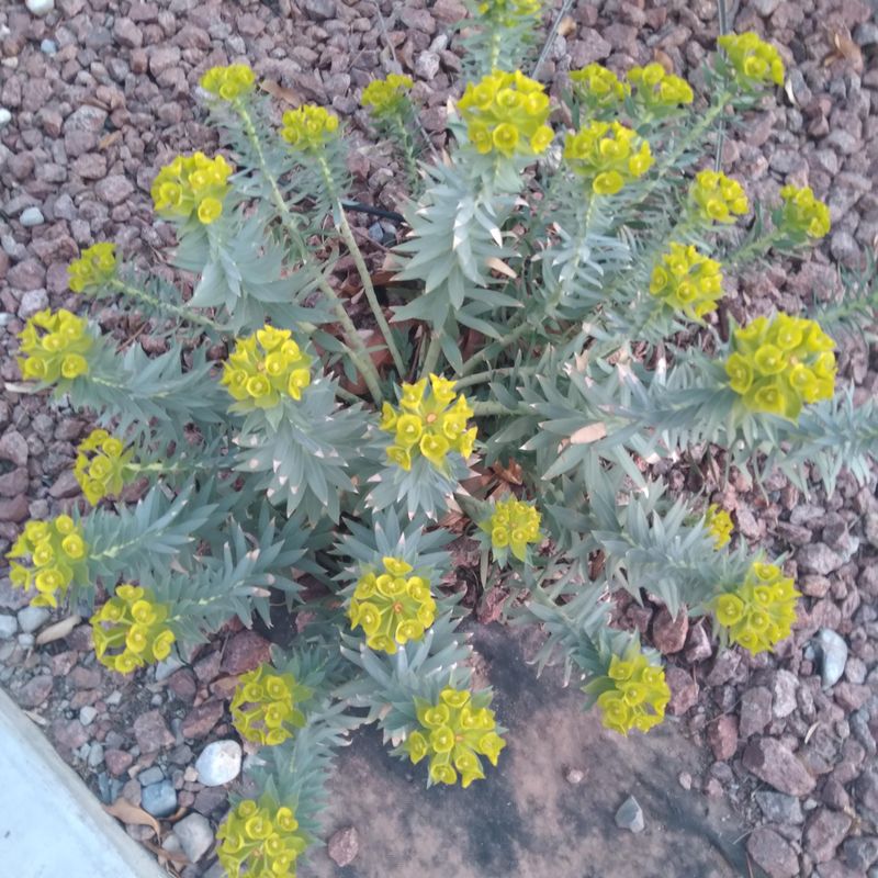 Euphorbia