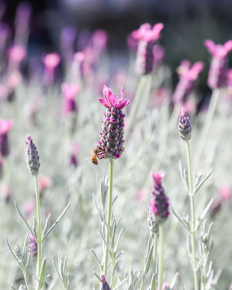 Lavender