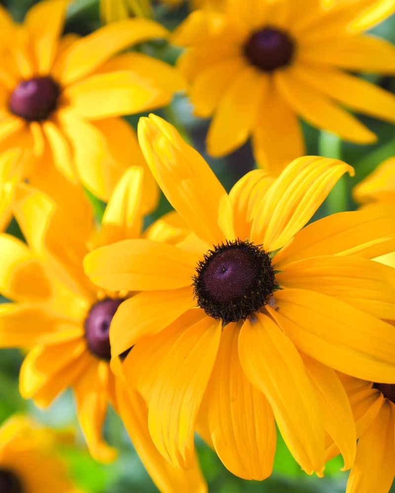 Black-eyed Susans