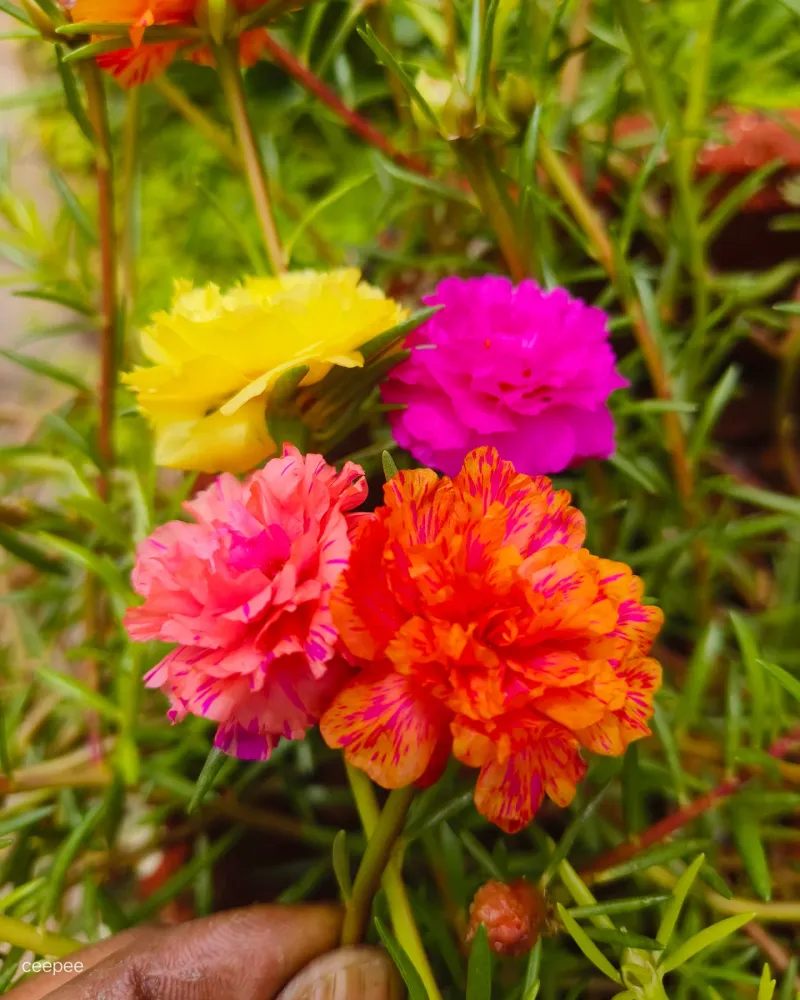 Portulaca's Succulent Surprise