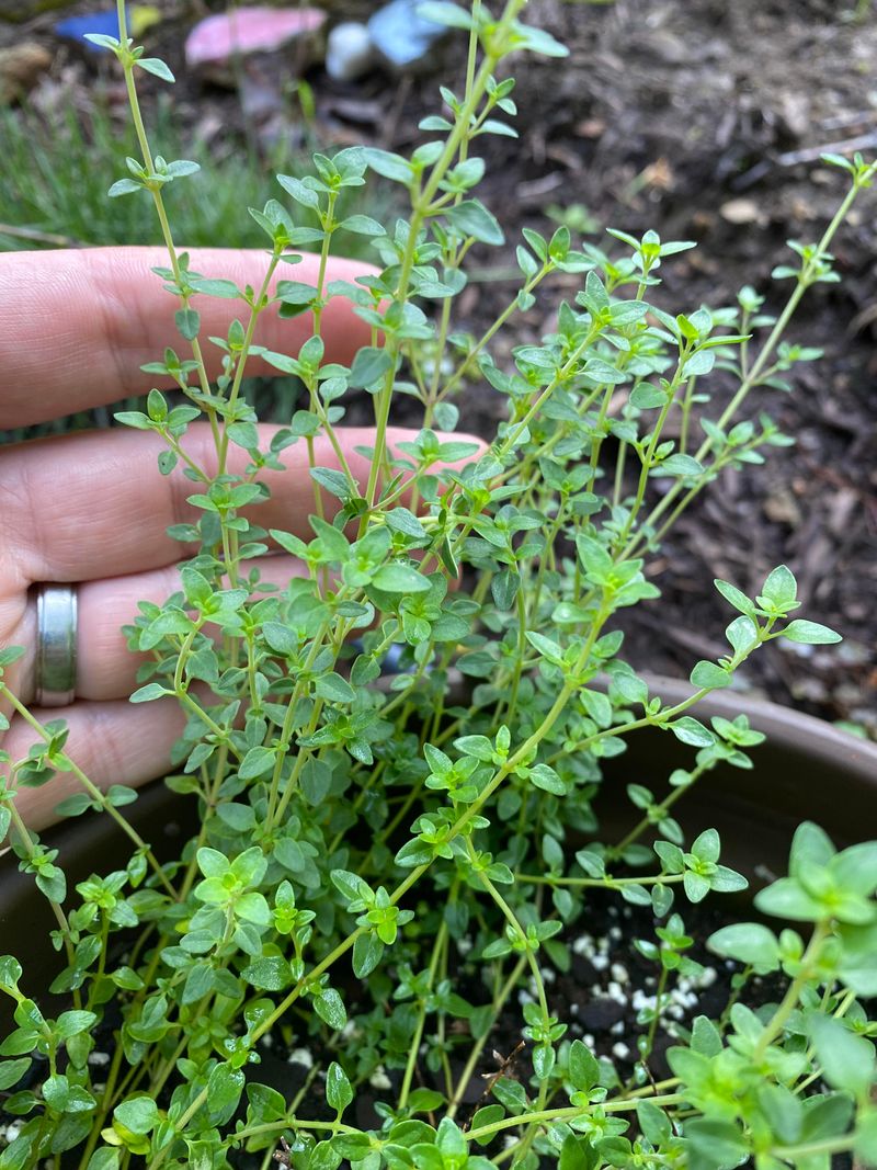 Thyme: Low-Growing Tick Repellent