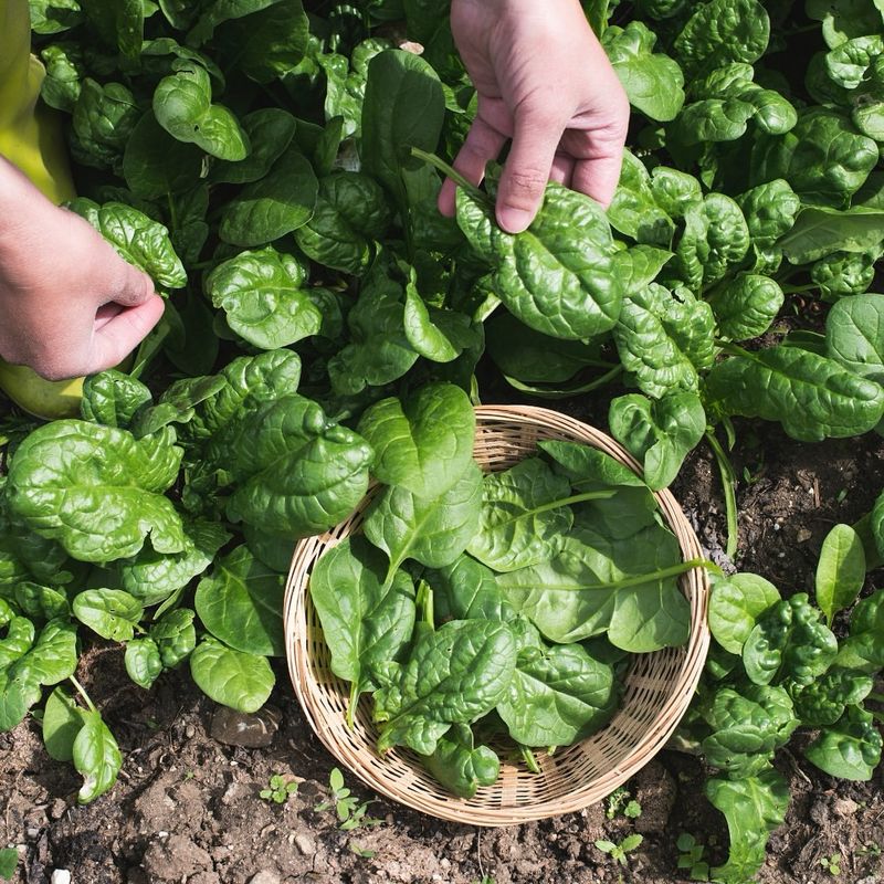 Spinach: Nutritional Powerhouse