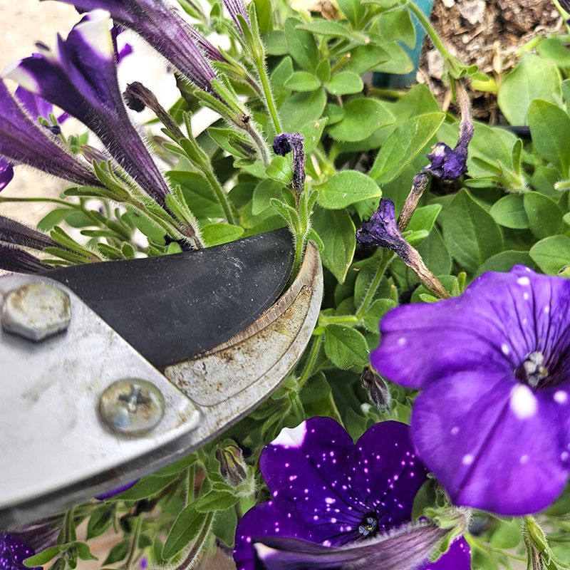 Petunias Bounce Back Beautifully