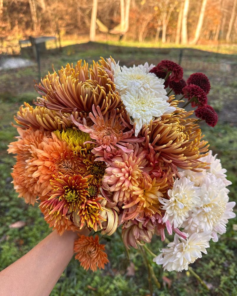 Chrysanthemums: Fall's Final Hurrah