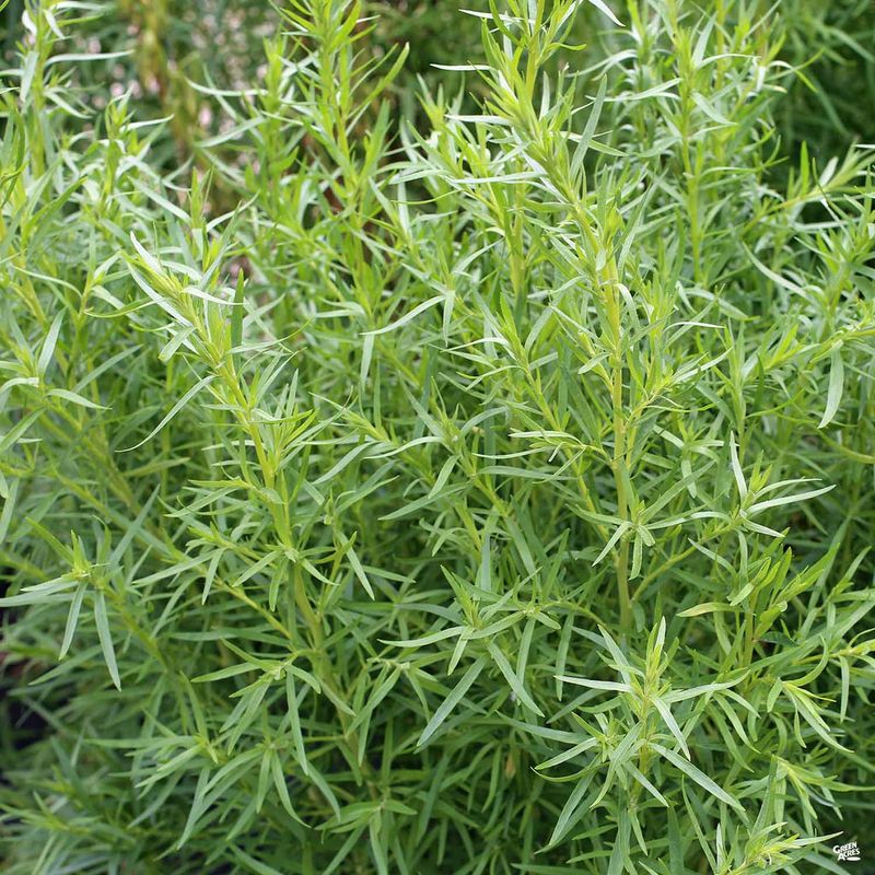 Tarragon's Nighttime Nectar