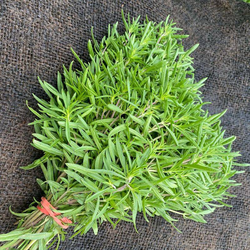 Summer Savory