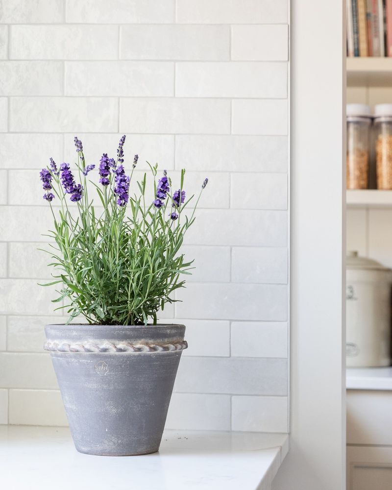 Lavender: The Aromatic Multitasker