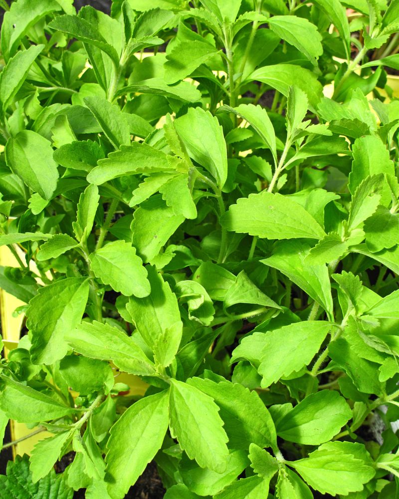 Stevia