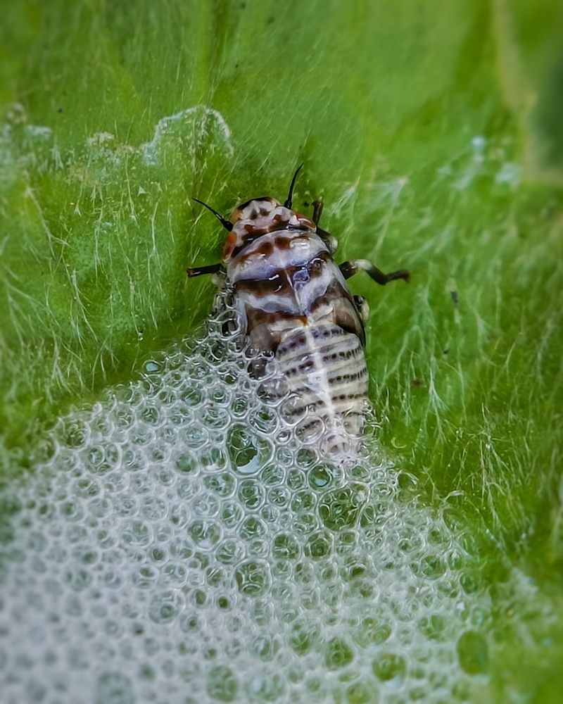 Spittlebugs