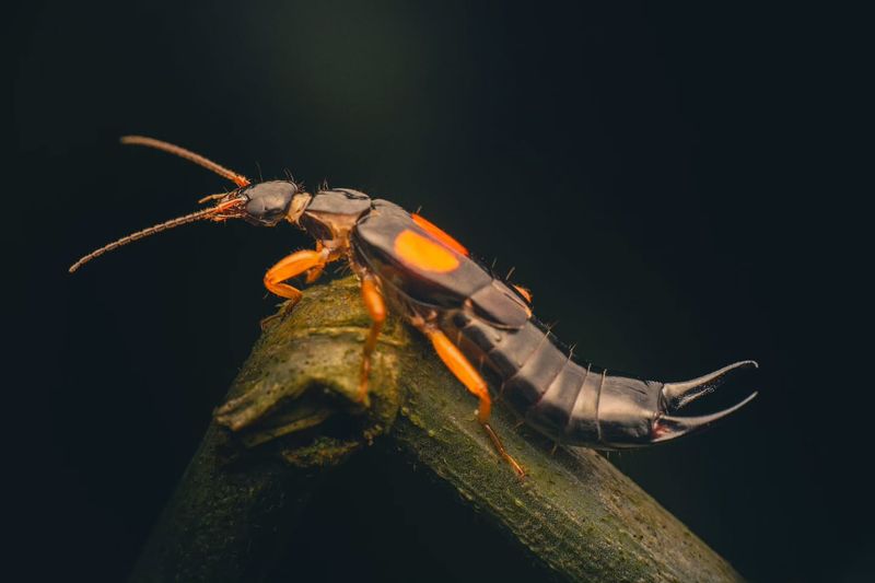 Earwigs