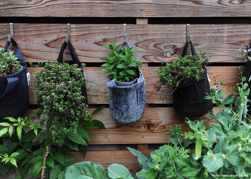 Hanging Basket Herbs