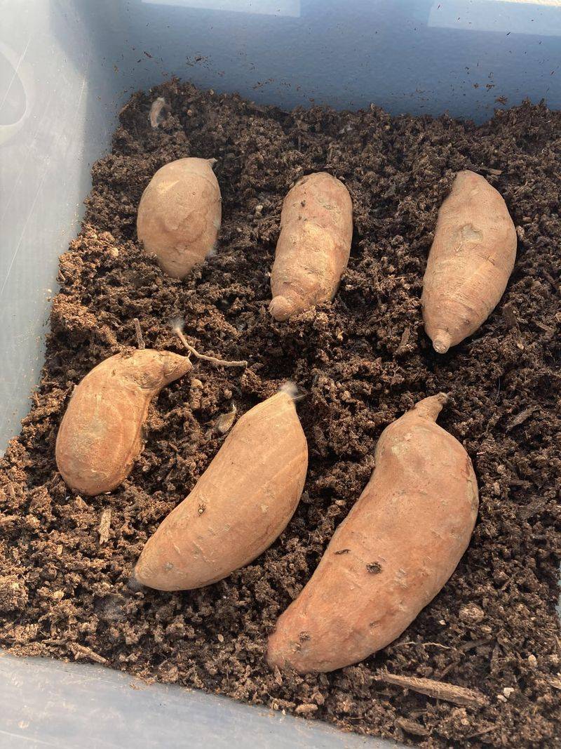 Sweet Potato Slips