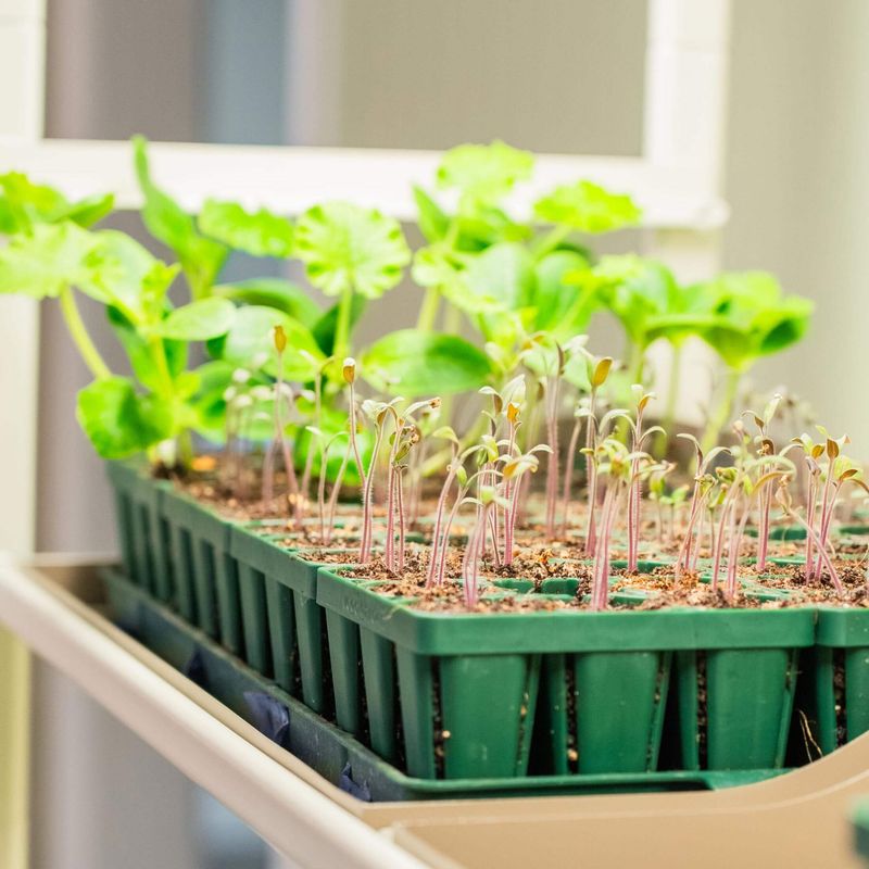 Under-Bed Microgreens Farm