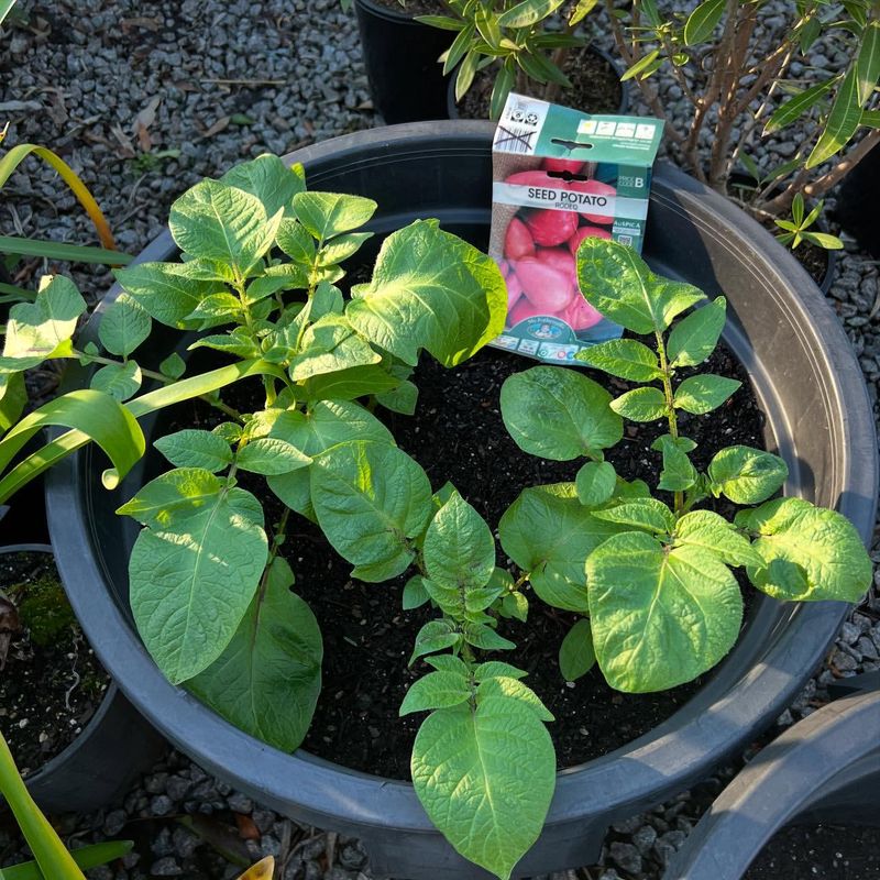 Create the Perfect Soil Mix