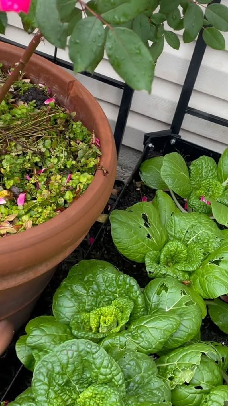Prevent Pests Naturally