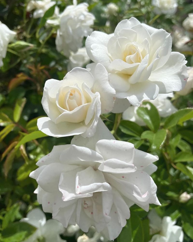 Feed Regularly for Continuous Blooms