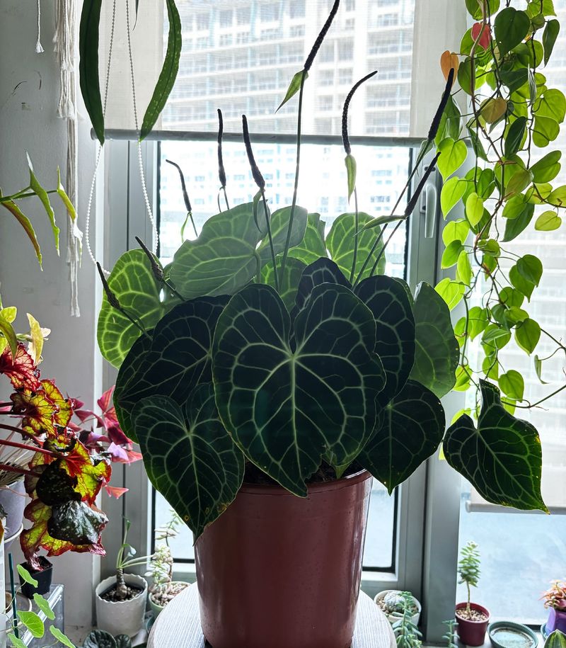 Anthurium Clarinervium