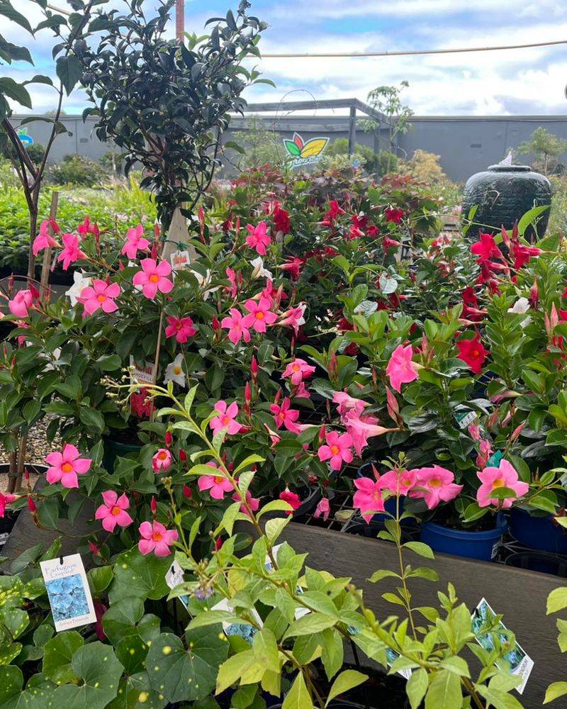 Master Container Growing