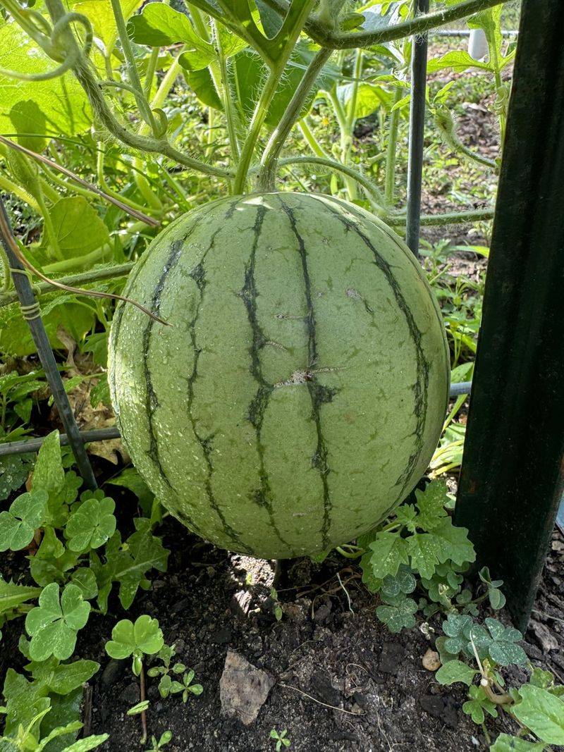 MISTAKE: Choosing Oversized Varieties