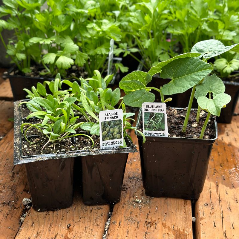 Create A Microclimate With Other Plants