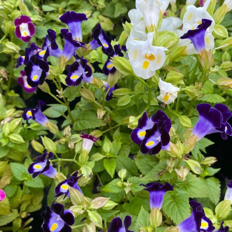 Torenia