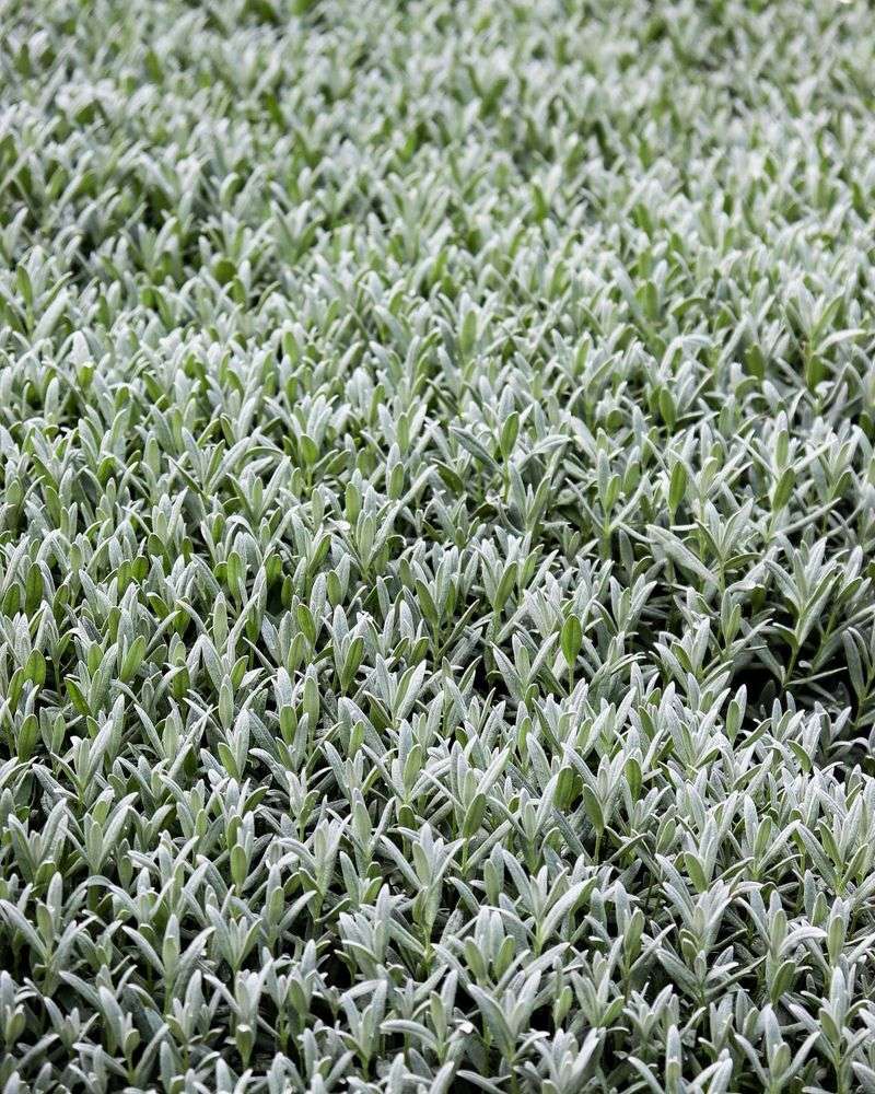 Snow-in-Summer