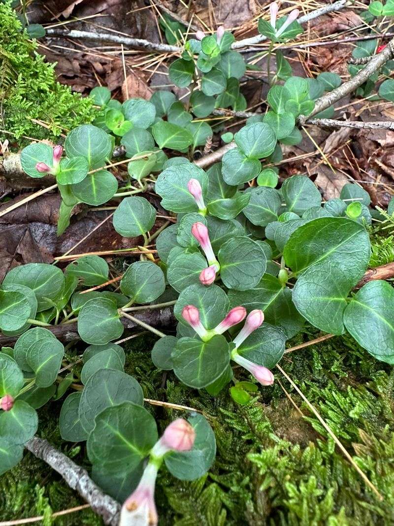 Partridgeberry
