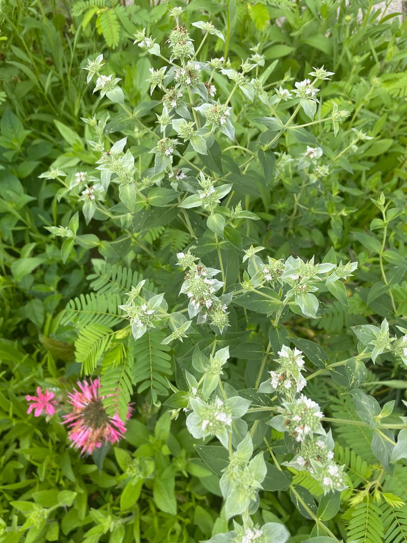 Mountain Mint