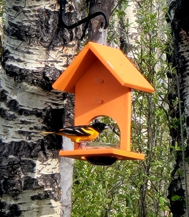 Early Season Feeding Stations