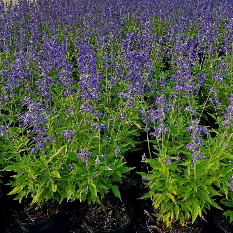 Henry Duelberg Sage