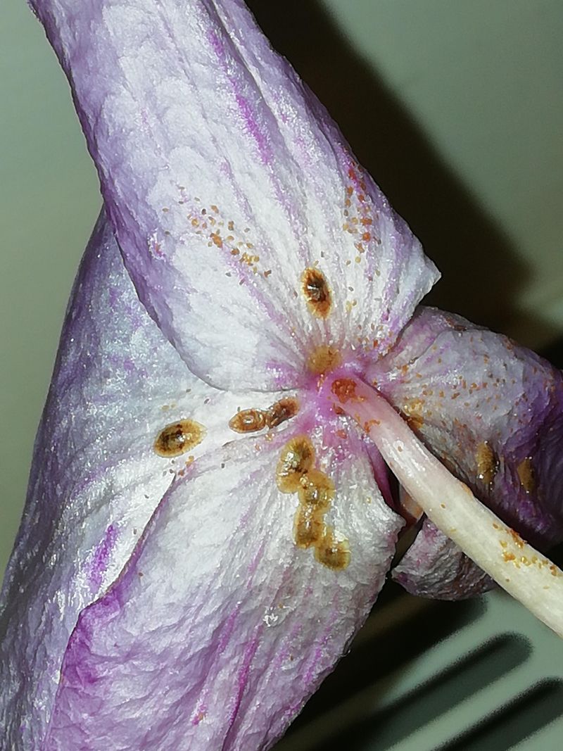 Scale Insects