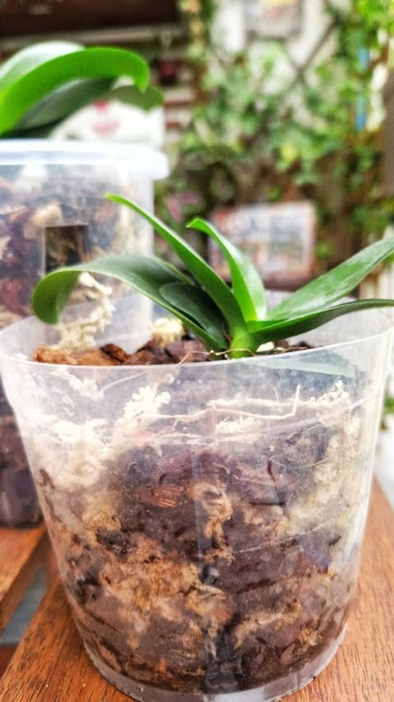 Inappropriate Potting Materials