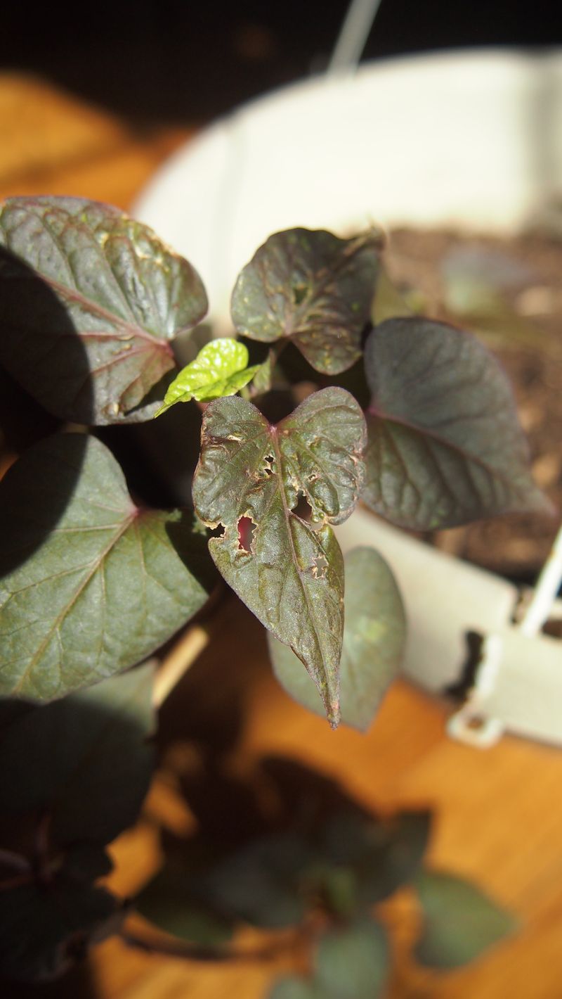 Spider Mites: The Drought-Loving Dustings