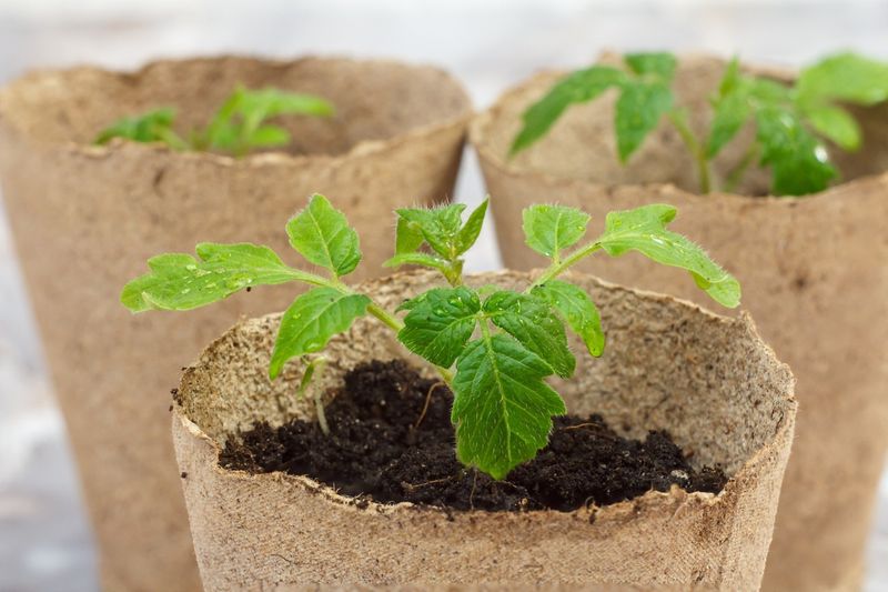 Develop A Seed-Starting Schedule