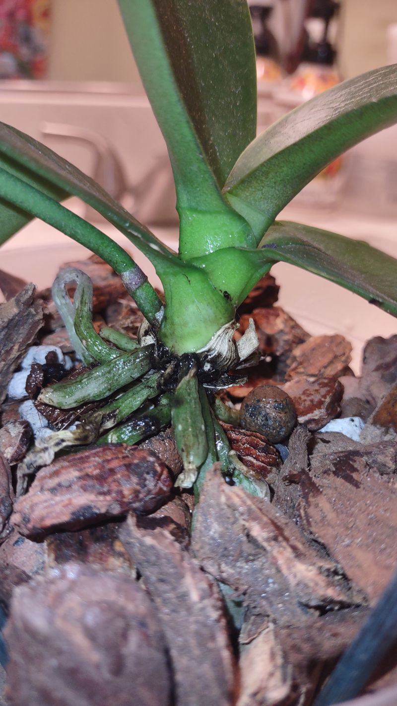 Crown Rot