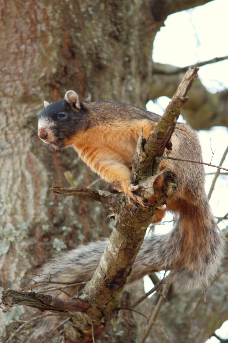 Fox Squirrel