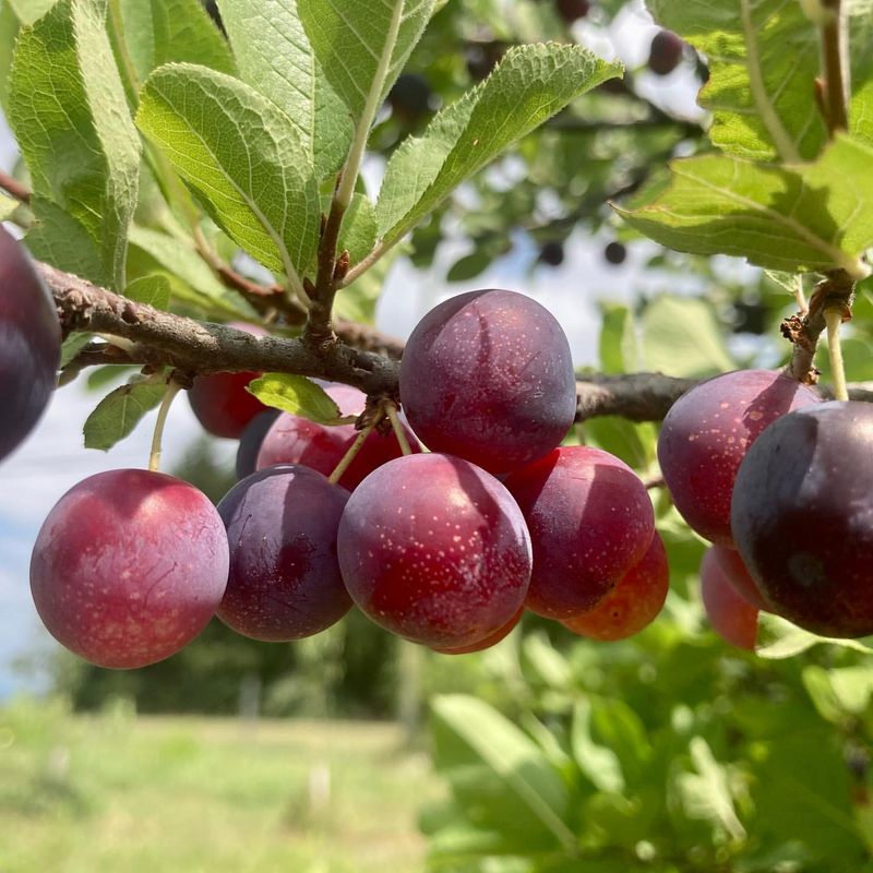 Beach Plum: Jersey Shore Native Bearing Prized Fruits