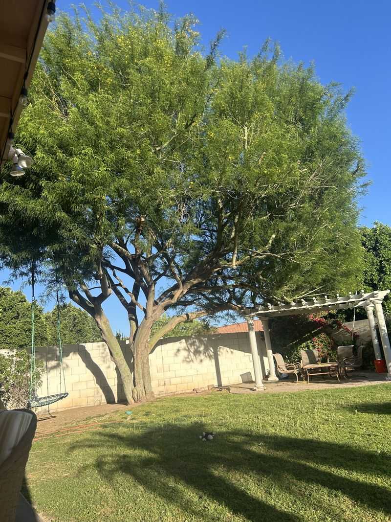 Palo Verde Trees