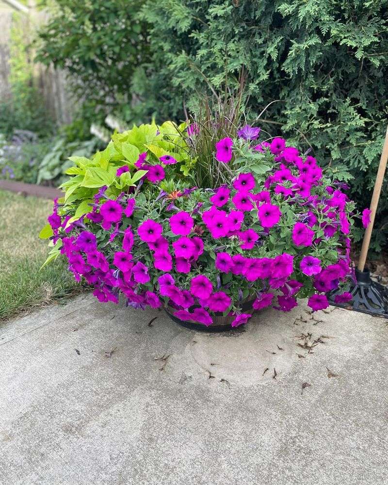Persnickety Petunias