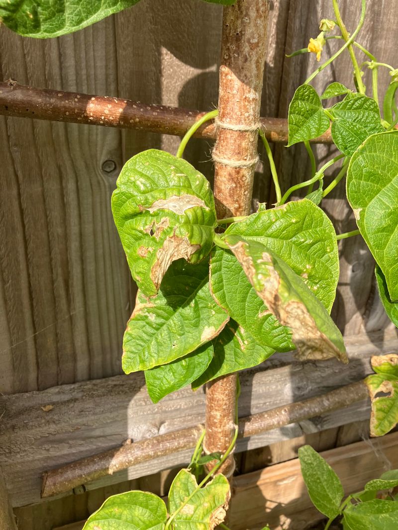 Drought Stress Symptoms